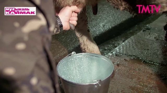 Музыкаль каймак 27.03.2026